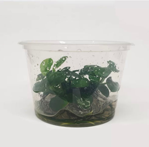 Anubias barteri nana ‘Petite’ Tissue Culture